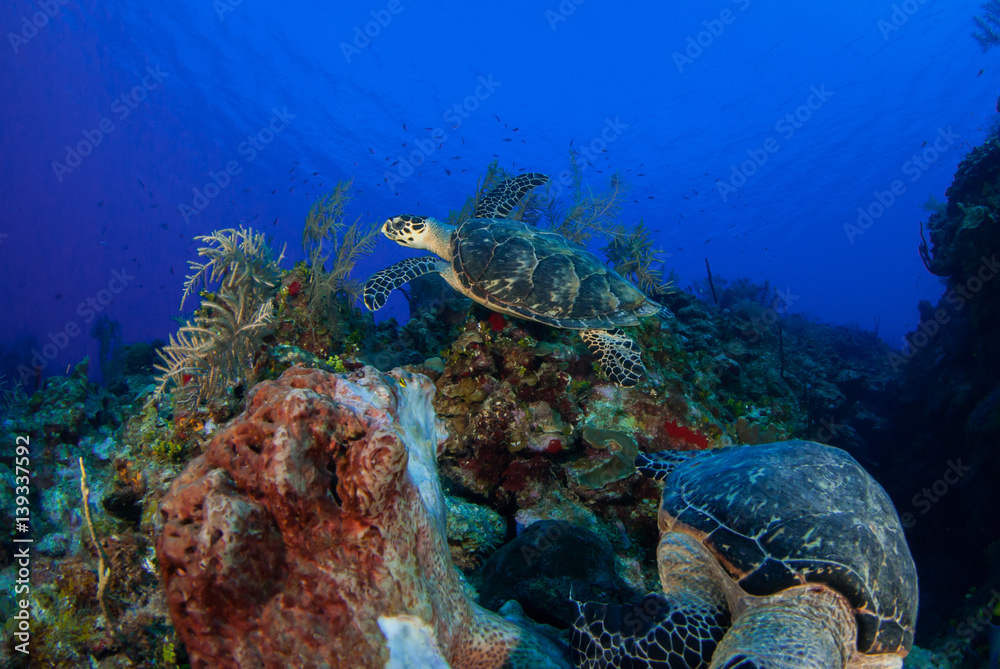 Two hungry hawksbill turtles enjoys eating a delicious soft sponge coral on the warm water tropical reef in Grand Cayman. These peaceful creatures are part of a complex ecosystem in this saty ocean Two hungry hawksbill turtles enjoys eating a delicious soft sponge coral on the warm water tropical reef in Grand Cayman. These peaceful creatures are part of a complex ecosystem in this saty ocean