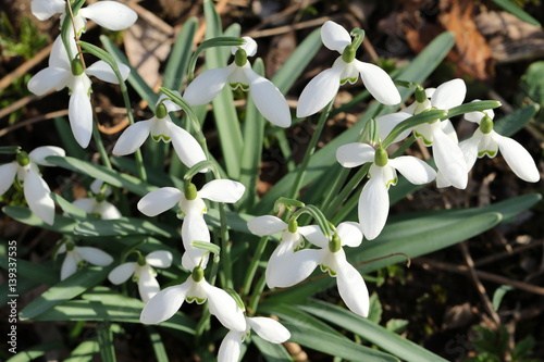 Snowdrops in bloom