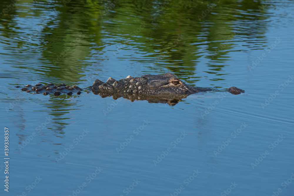 Alligator in the water Alligator in the water