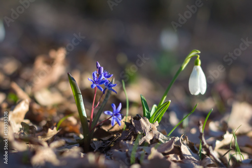 spring of the first snowdrops