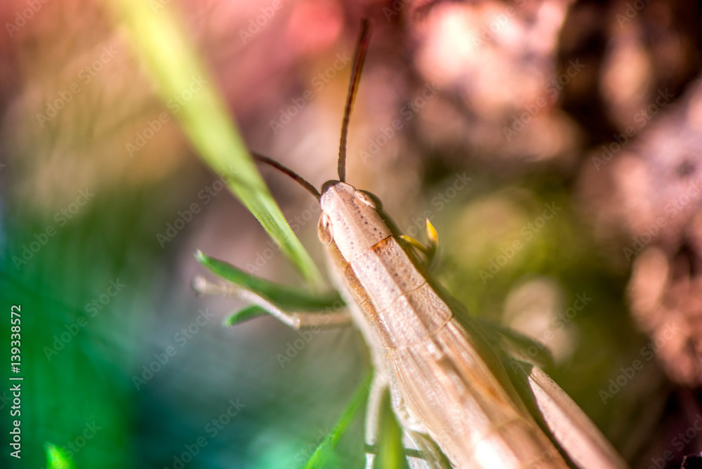 Macro shot of grasshopper, caught while picking mushrooms and cranberries in forest in early autumn. Bugs and insects are hiding in warm green, thick, wet moss layer and grass. Last sunny summer days. Macro shot of grasshopper, caught while picking mushrooms and cranberries in forest in early autumn. Bugs and insects are hiding in warm green, thick, wet moss layer and grass. Last sunny summer days.