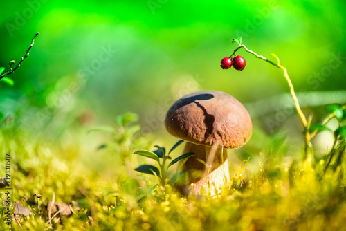Picking mushrooms and cranberries in forest in early autumn. Last sunny summer days. Mushrooms and berries are growing in warm green, thick, wet moss layer. Perfect weather for outdoor activities.