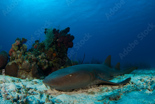A nurse shark rests on the sand in front of a tropical caribbean coral reef. This predator likes the warm clear water that is his ntural habitat and home in Grand Cayman