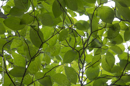 Green Leaves