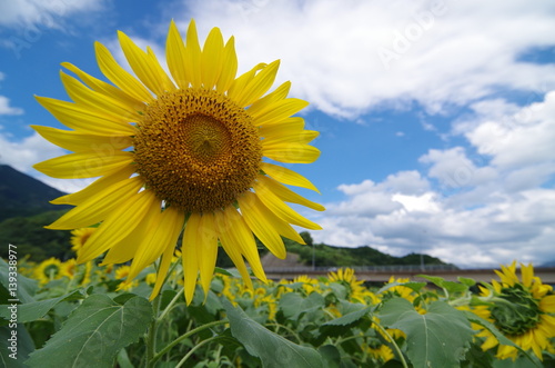 Fototapeta Naklejka Na Ścianę i Meble -  Sunflower field
