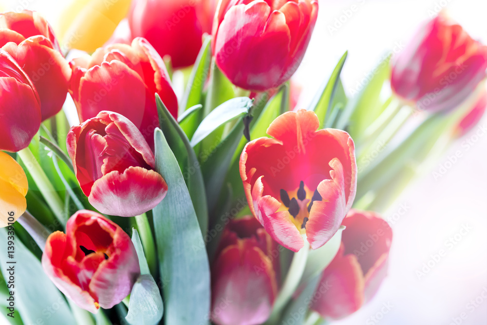 Fototapeta premium Colorfull tulip flowers Flowers for holiday