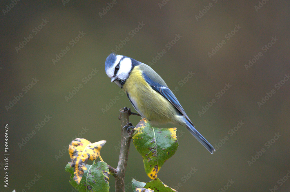 Fototapeta premium Blaumeise auf Ast