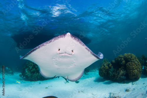 Fotografia A southern stingray cruises through the shallow warm water in the caribbean sea