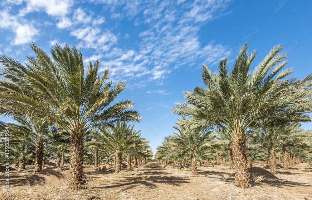 Date palms have an important place in advanced desert agriculture in the Middle East Date palms have an important place in advanced desert agriculture in the Middle East