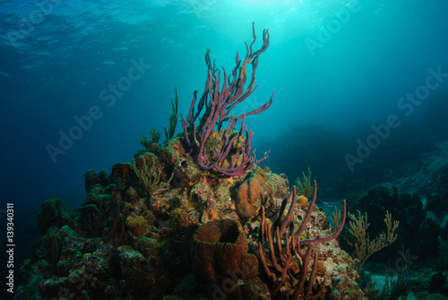 Tropical reef with purple rope sponge reaching towards sunlight