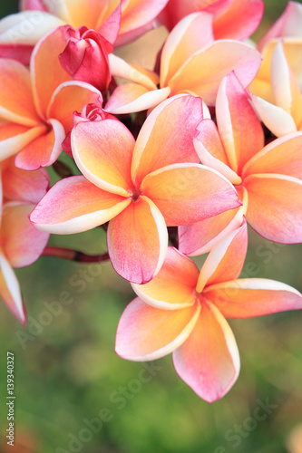 Closeup of plumeria flowers