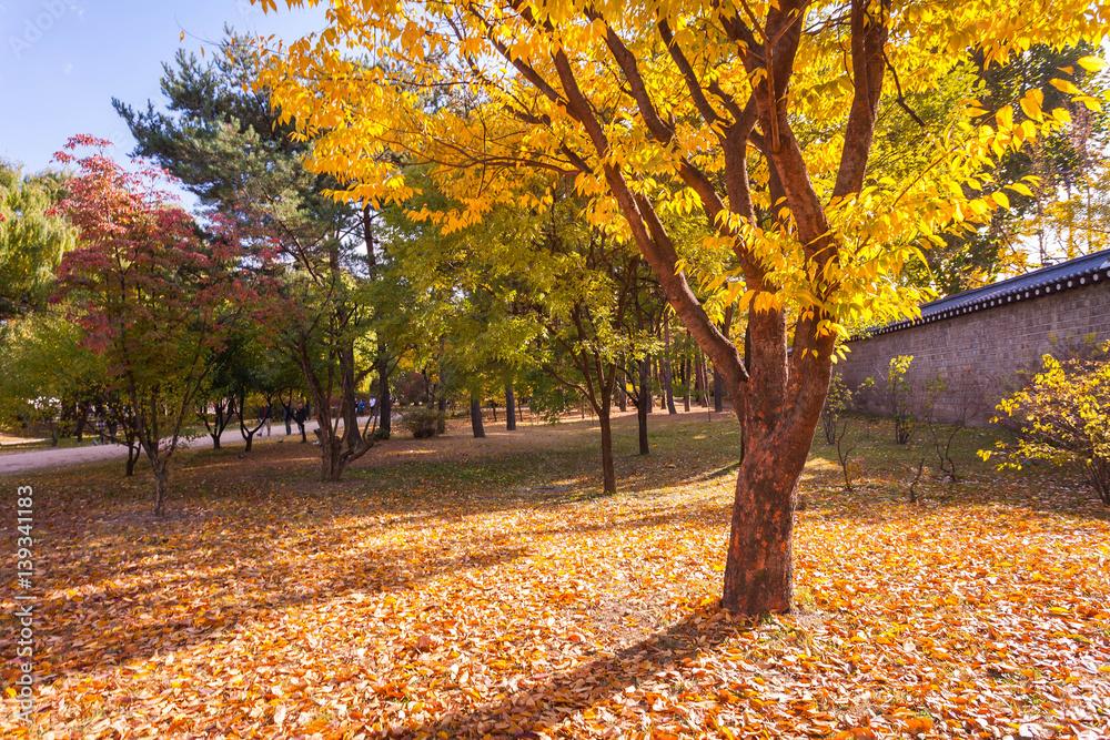 Autumn landscape in the park. Seoul,South korea.