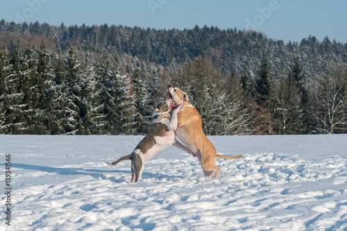 Two struggling dogs in a snow
