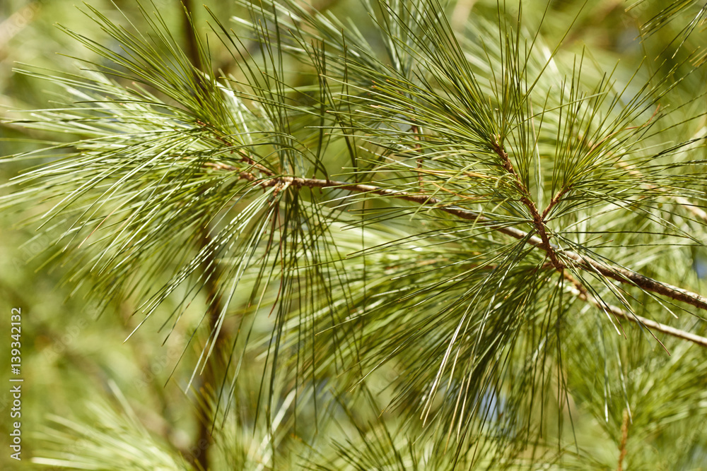 Pine needles at Tuscarora State Forest, Pennsylvania in winter Pine needles at Tuscarora State Forest, Pennsylvania in winter