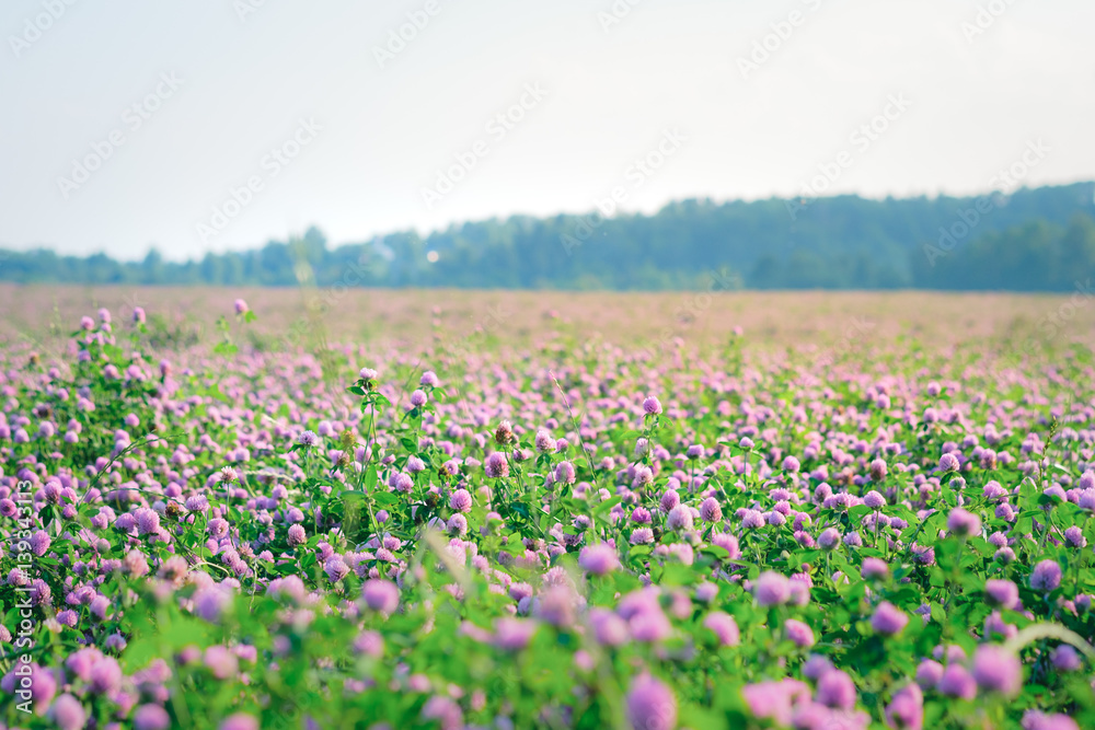 Wild meadow of pink clover flower bloom in green grass field in natural soft sunset sunlight of spring time. Summer outdoor landsccape with pastel colors of beautiful countryside nature blossom