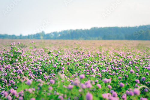 Wild meadow of pink clover flower bloom in green grass field in natural soft sunset sunlight of spring time. Summer outdoor landsccape with pastel colors of beautiful countryside nature blossom