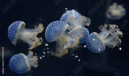 Jellyfishes in aquarium photo