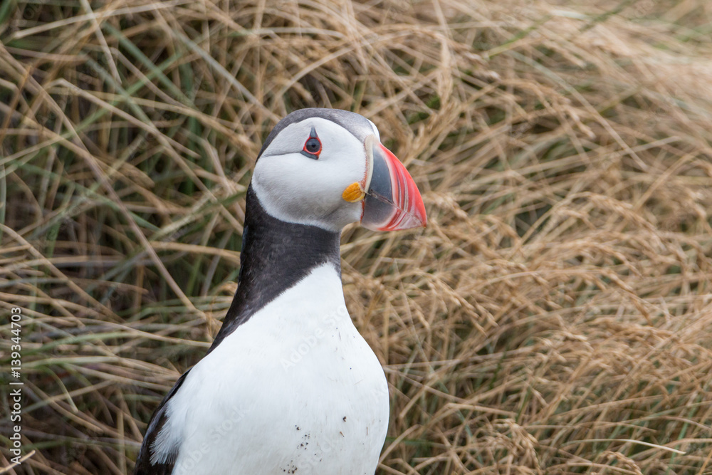 Naklejka premium Atlantic Puffin Portrait