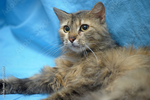 Foto Fluffy cat on a blue background