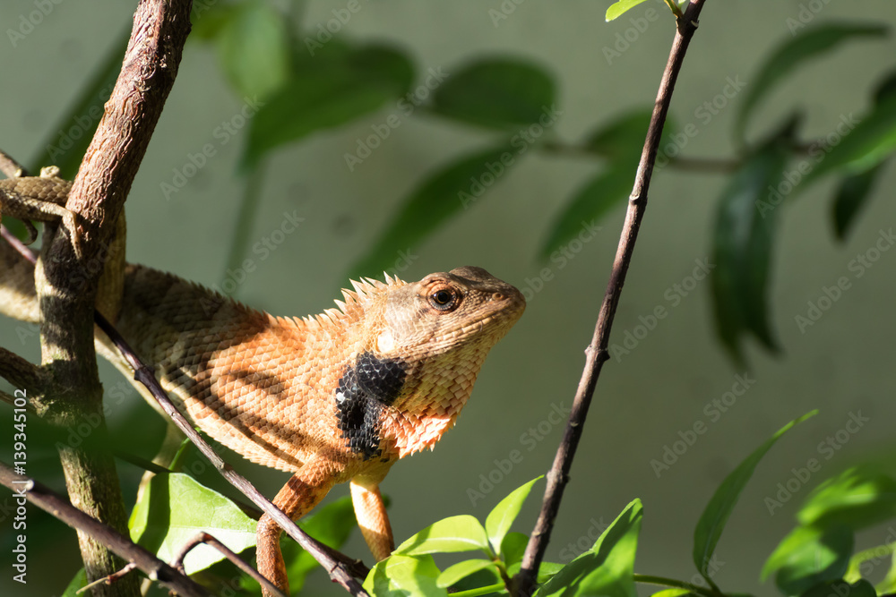 .lizard perched on a branch - then it makes a JUMP to another branch.