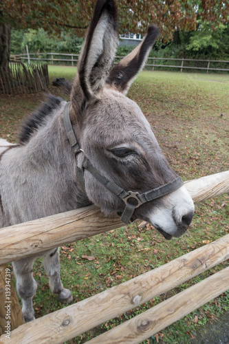 Donkey behind the fence
