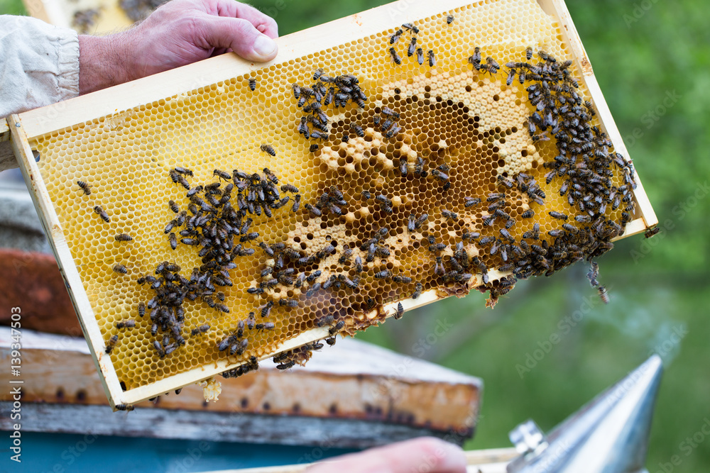 Close up shot of man hand holding frame with bees wax. Selective focus.