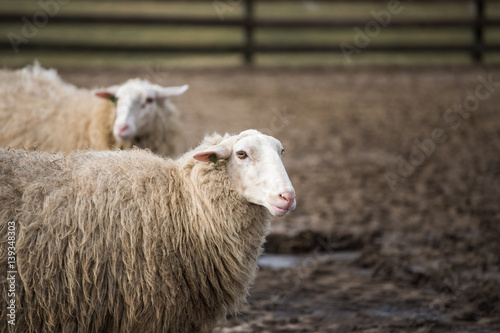 Fototapeta Naklejka Na Ścianę i Meble -  Dutch sheep