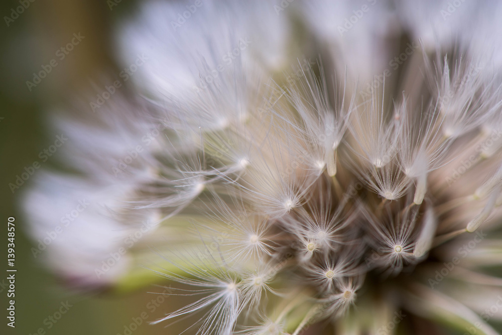 Obraz premium Macro shot of a dandelion