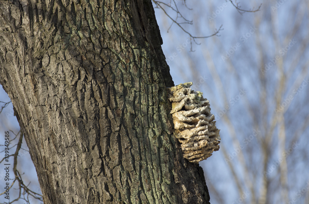 Obraz premium Stepwise build-up mushroom (tinder) on a winding tree bark.