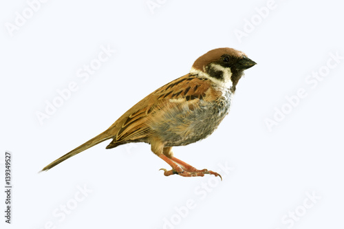 Eurasian Tree Sparrow bird sitting on table wood © siriboon