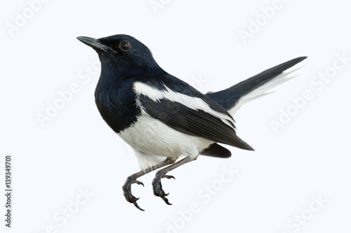 Fotografía The birds are white and black. (Oriental magpie robin) It's look