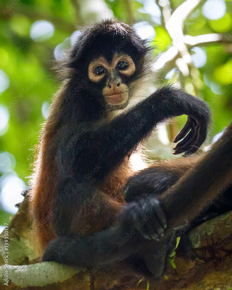 Fotografie Baby Spider Monkey in the Wild