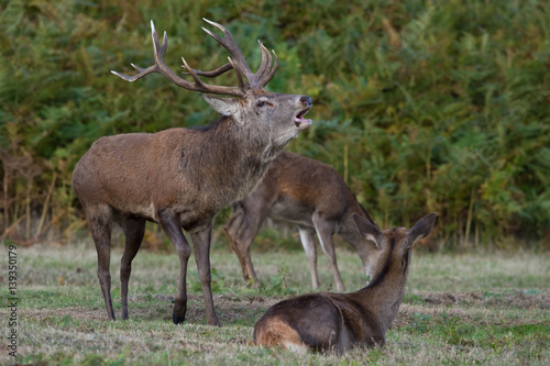 Red Deer Stag (Cervus elaphus)/Red Deer stag bolving