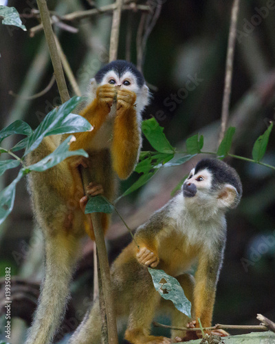 Squirrel Monkey examining something closely photo