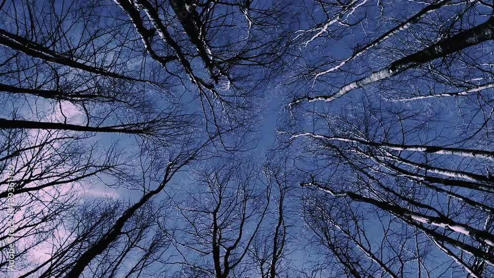 High angle view looking to the tops of trees growing in a national park in Italy