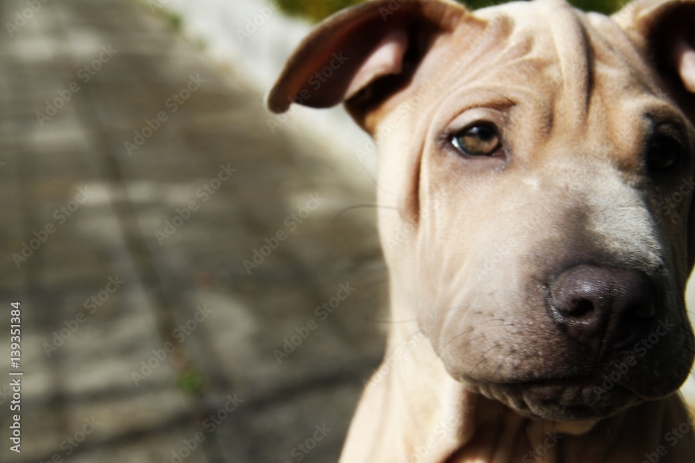 Puppy Thailand Ridgeback