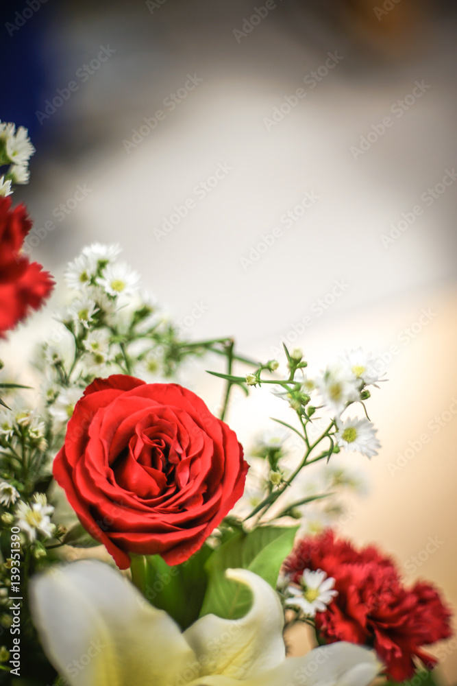rose in bush with dramatic tone rose in bush with dramatic tone