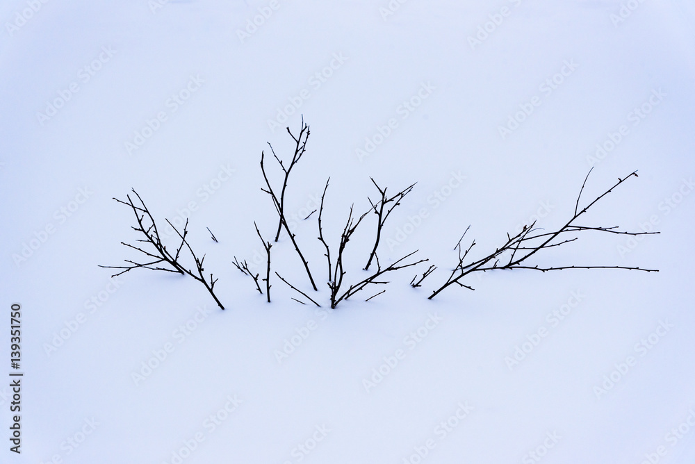 Bush in the snow - minimalist image - breathtaking Iceland in winter - amazing landscapes, storms and blizzards - photographers paradise Bush in the snow - minimalist image - breathtaking Iceland in winter - amazing landscapes, storms and blizzards - photographers paradise