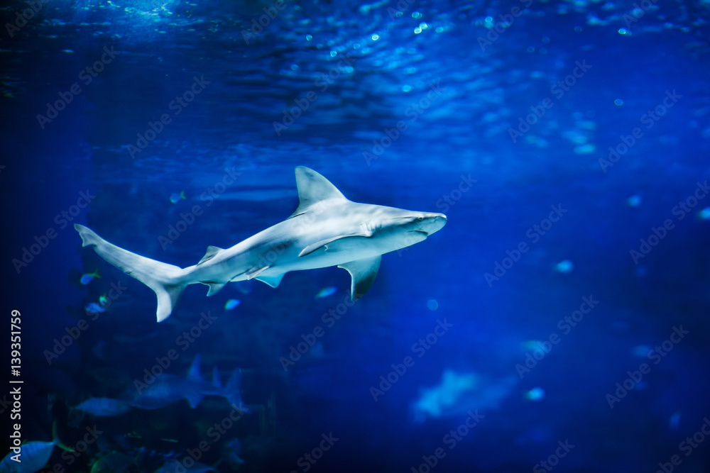 Fototapeta premium Great white shark swimming