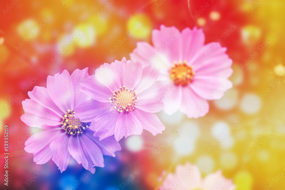 Defocus beautiful pink flowers abstract design with color filters