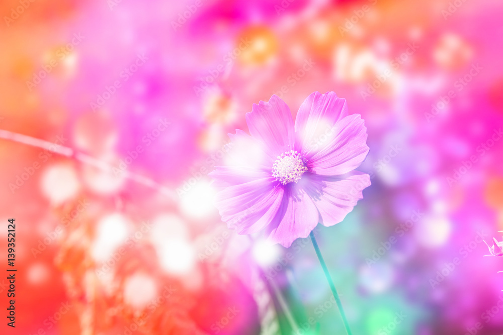 Defocus beautiful pink flowers abstract design with color filters Defocus beautiful pink flowers abstract design with color filters