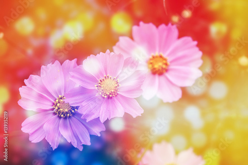Defocus beautiful pink flowers abstract design with color filters