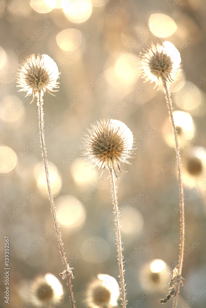 Obraz premium GoldFlower