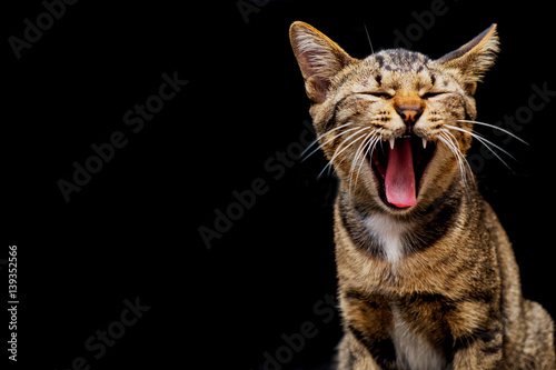 Cute Brown tabby cat are yawning on dark background