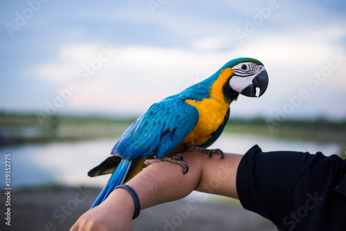 The Beautiful Macaw parrot perched on right arm.