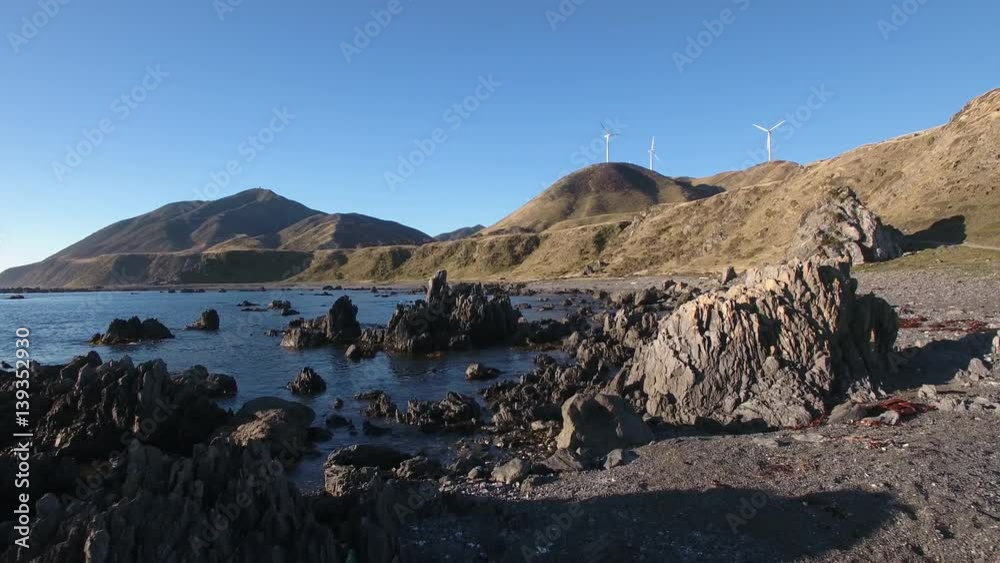 Aerial shot of fur seals on rocky coast with wind turbines in the Makara hills Aerial shot of fur seals on rocky coast with wind turbines in the Makara hills
