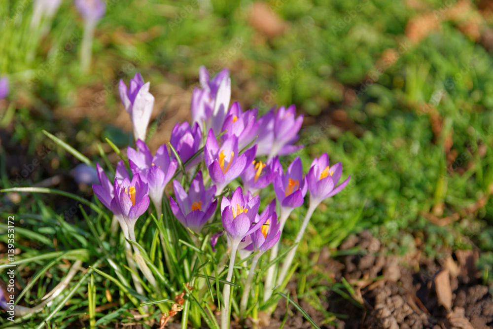 Colorful crocus flowers Colorful crocus flowers