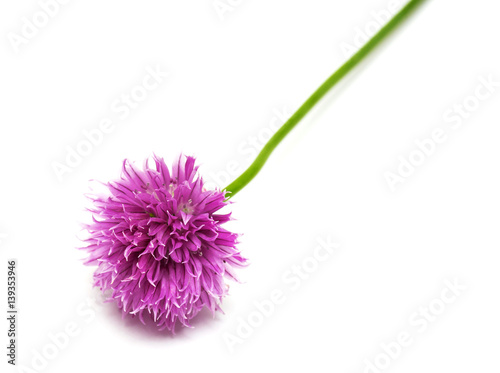 Blooming onion chive isolated on white background. Flowers. Easter