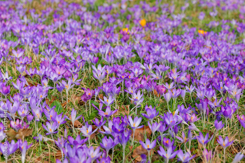 Colorful crocus flowers