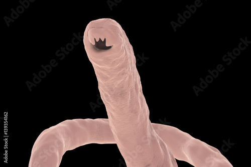 Head of a parasitic hookworm Ancylosoma isolated on black background, 3D illustration. Ancylostoma duodenale can infect humans, dogs and cats, its head has several tooth-like structures photo